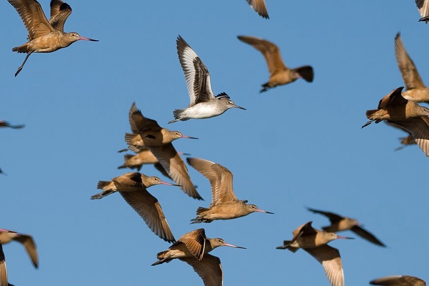 Lone willet with marbled godwits, Washington coast by Jake Bonello/USFWS, Pacific Region is available through Public Domain.